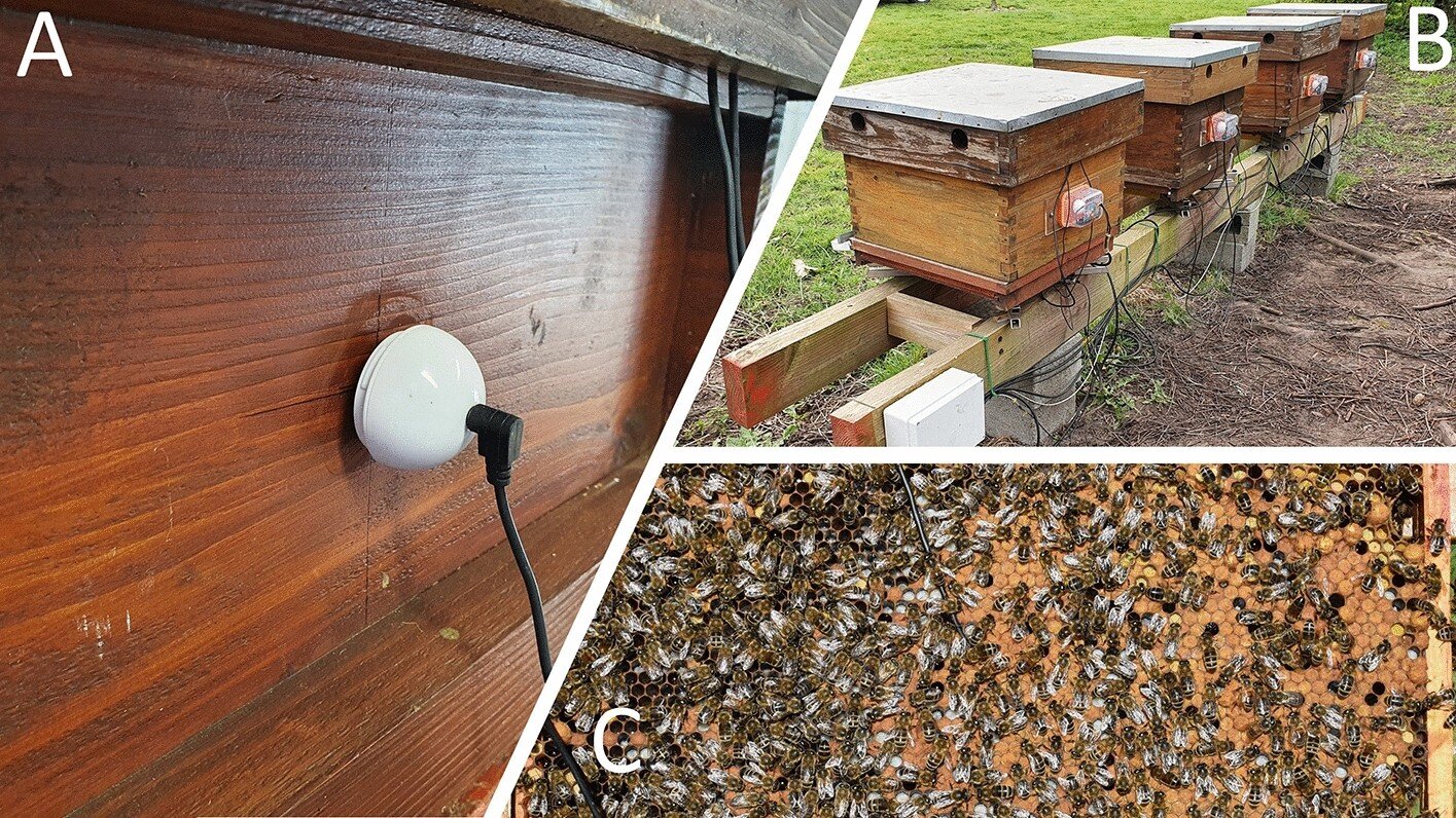 Featured image for "Study Confirms: Tapping Hive Reveals Honeybee Colony Health"