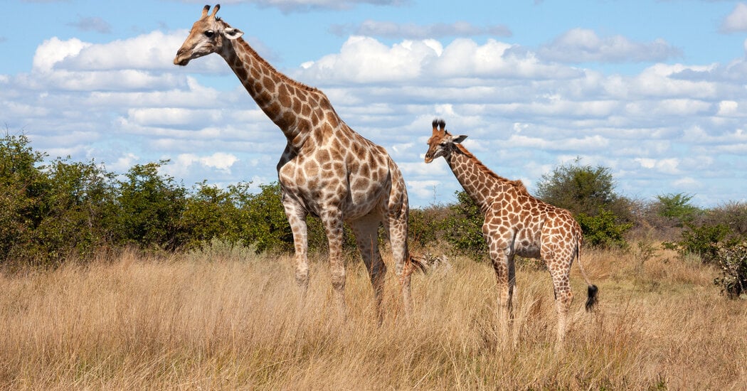 Featured image for US Proposes Endangered Species Protection for Giraffes
