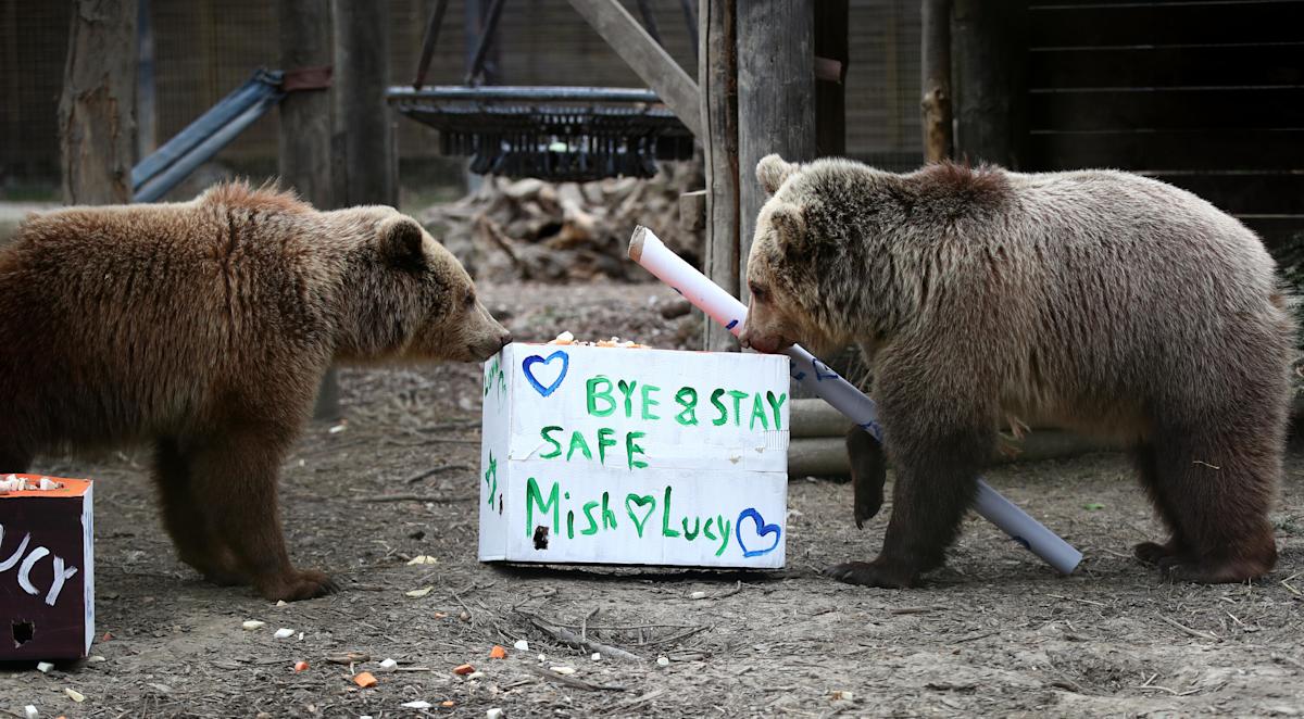Featured image for Bears Escape UK Enclosure, Devour Honey and Sleep