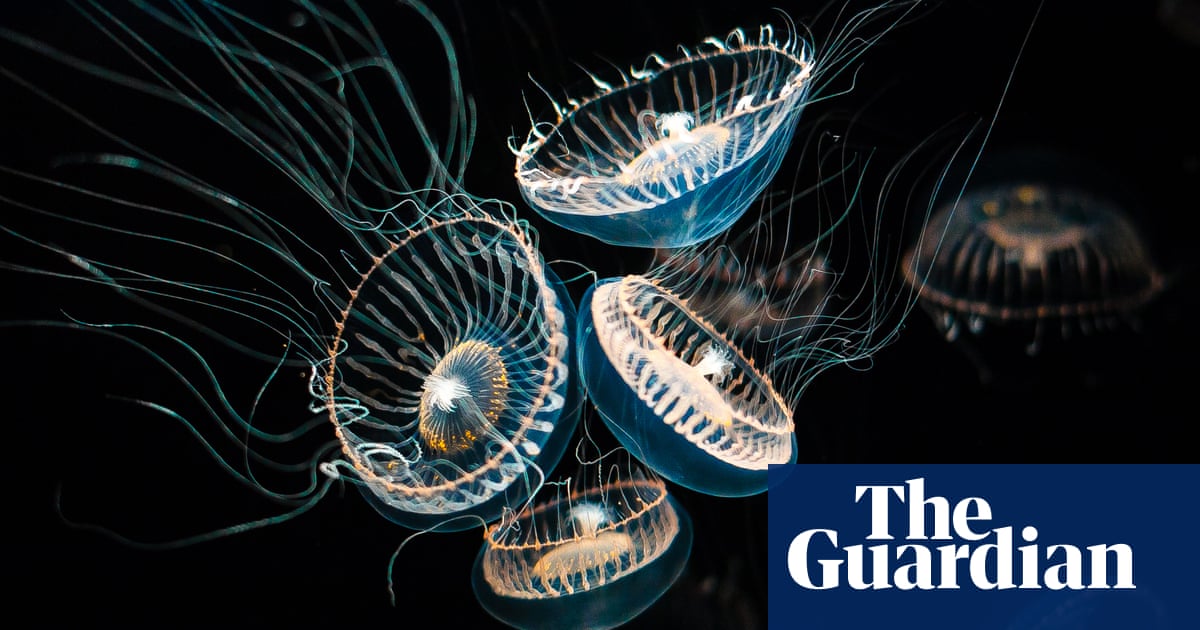 Featured image for "Rapid Fingerprint Detection with Jellyfish Protein Spray"