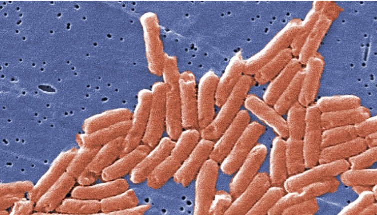 Featured image for Salmonella outbreak at Avondale taqueria leads to hospitalizations