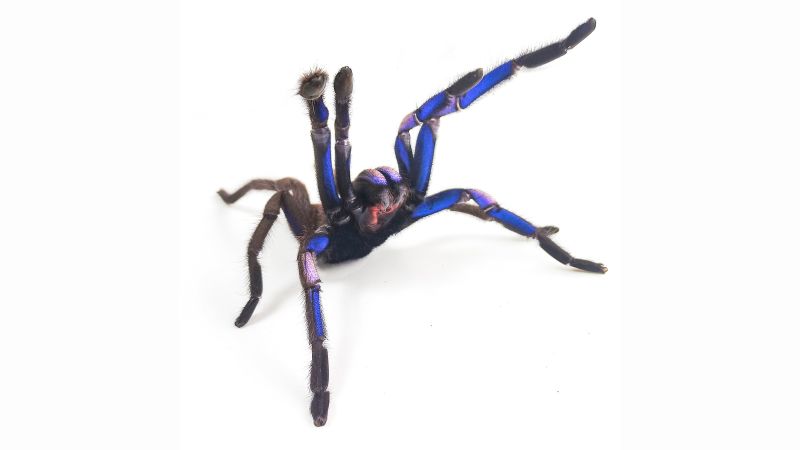 Featured image for "Rare Electric Blue Tarantula Unearthed in Thailand"
