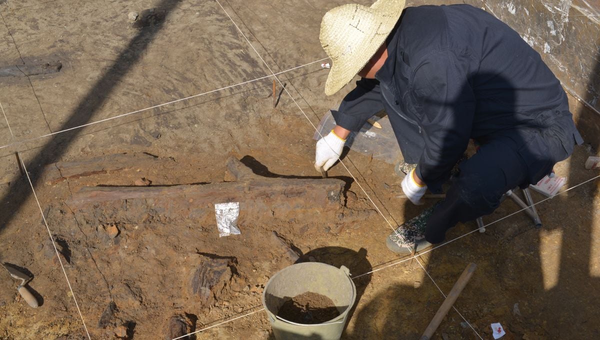 Featured image for Ancient Denisovan Wooden Tools Reveal Early Human Lifestyle in China