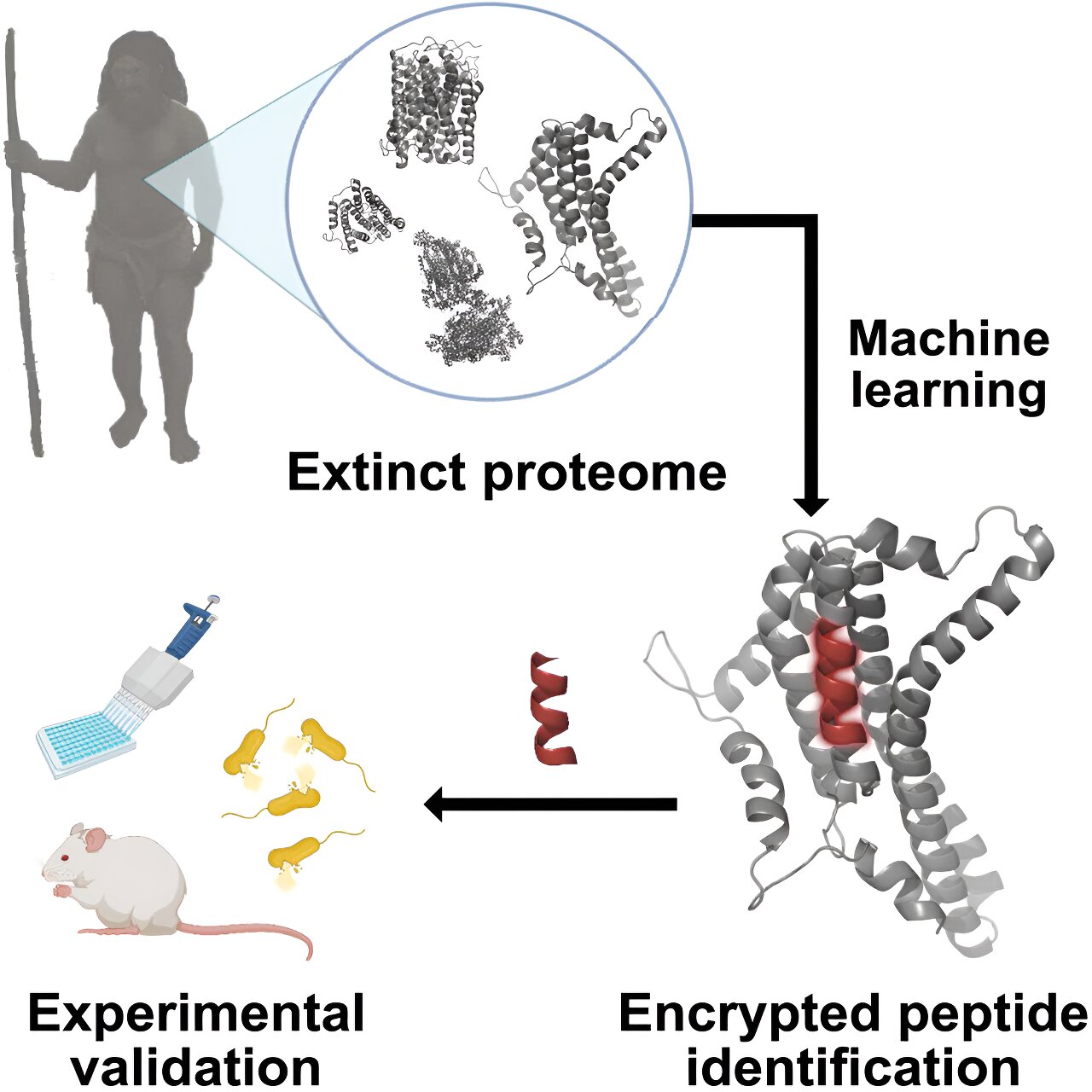 Reviving ancient molecules to combat contemporary bacteria