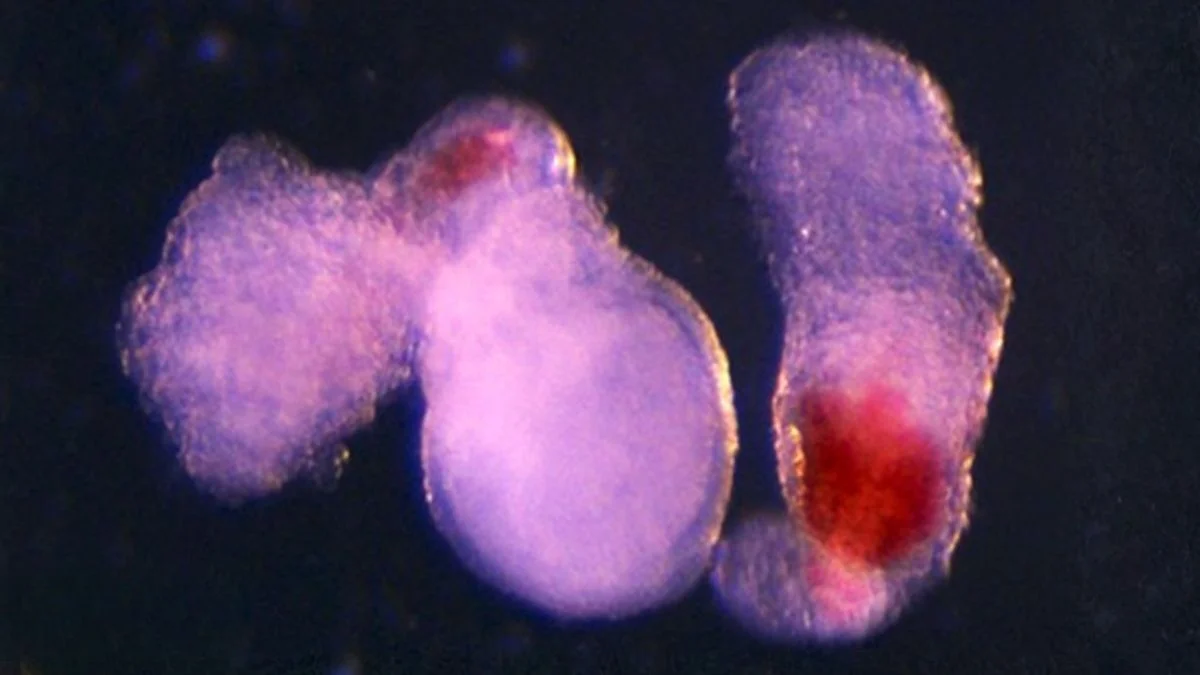 Featured image for Lab-Grown Embryo Models Pave the Way for Blood Cell Production and Donation Solutions