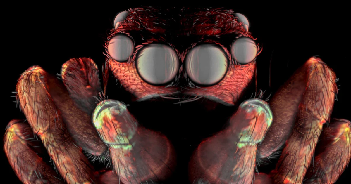 Featured image for Nikon Small World 2025 Showcases Stunning Microscopic Images of Weevils and Insects