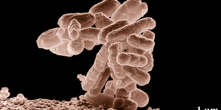 "Doom Runs on Gut Bacteria: A Microbial Gaming Breakthrough"