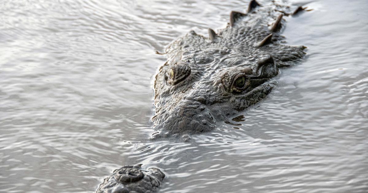 Unprecedented 'Virgin Birth' in Crocodile Species Discovered.