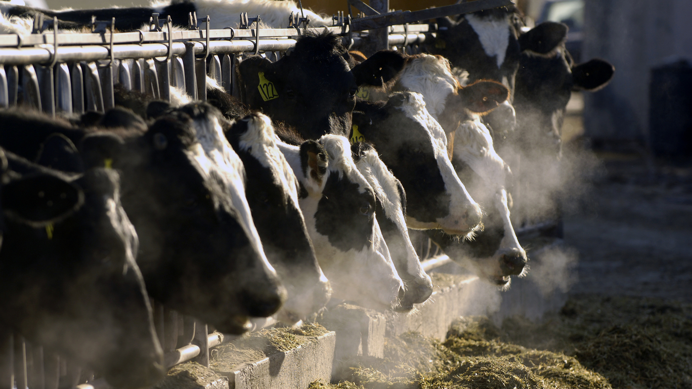 CDC Monitors Bird Flu Outbreak in Texas and Reports Human Infection