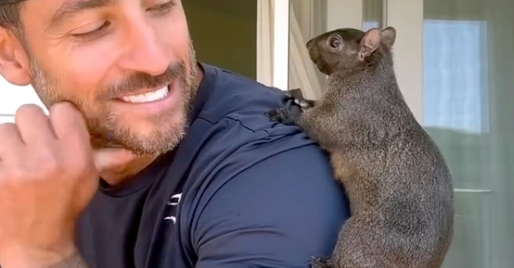 Featured image for Peanut the Squirrel: A Symbol of Political Outrage and Viral Misinformation