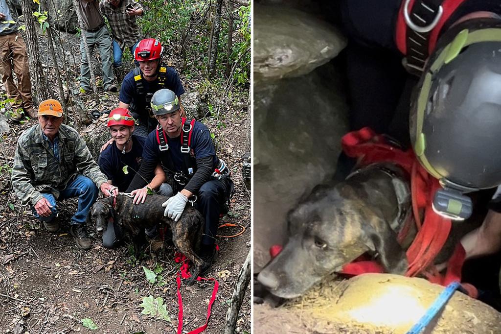 Featured image for Dog and Bear Trapped in Tennessee Cave Rescued in Dramatic Operation