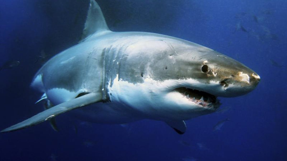 Featured image for Seals Unite to Defend Pod Against Great White Shark Invasion