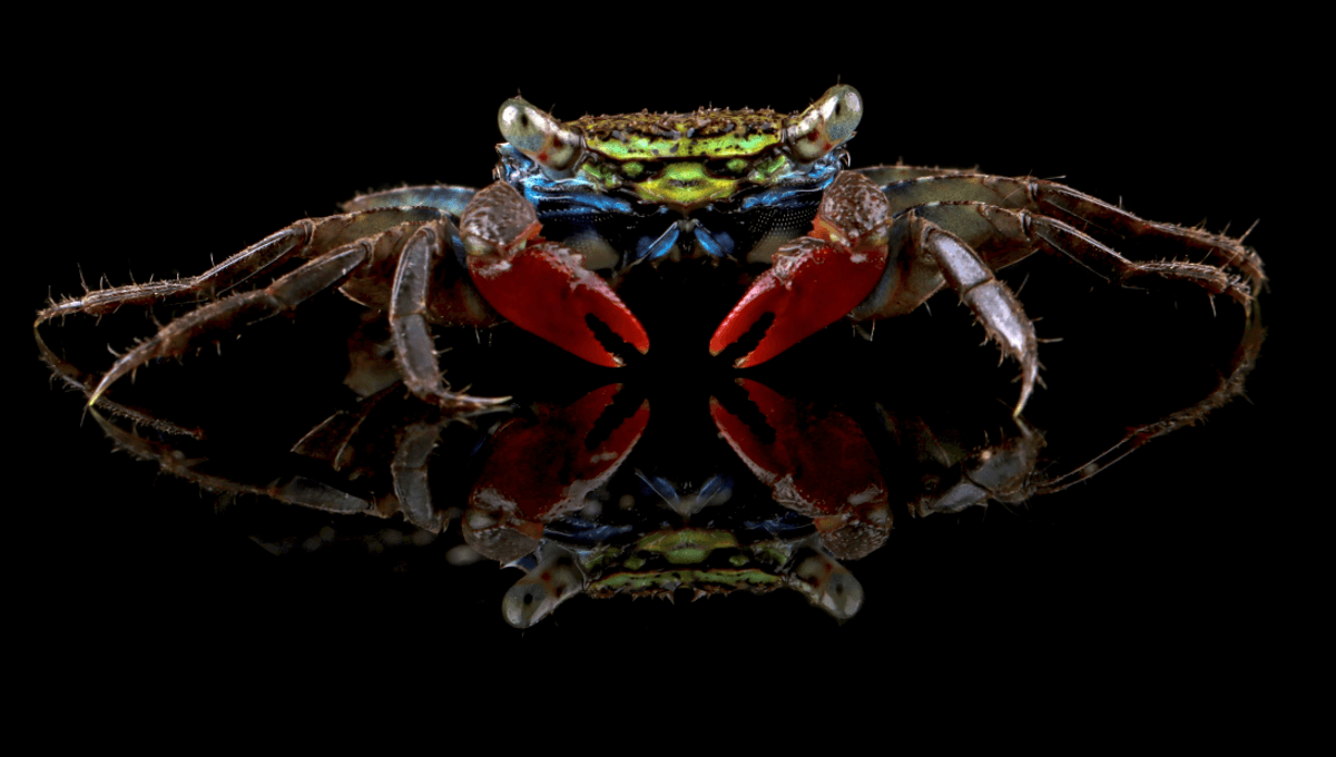 Featured image for Crab Uses Eyebrows to Signal with Light Beams