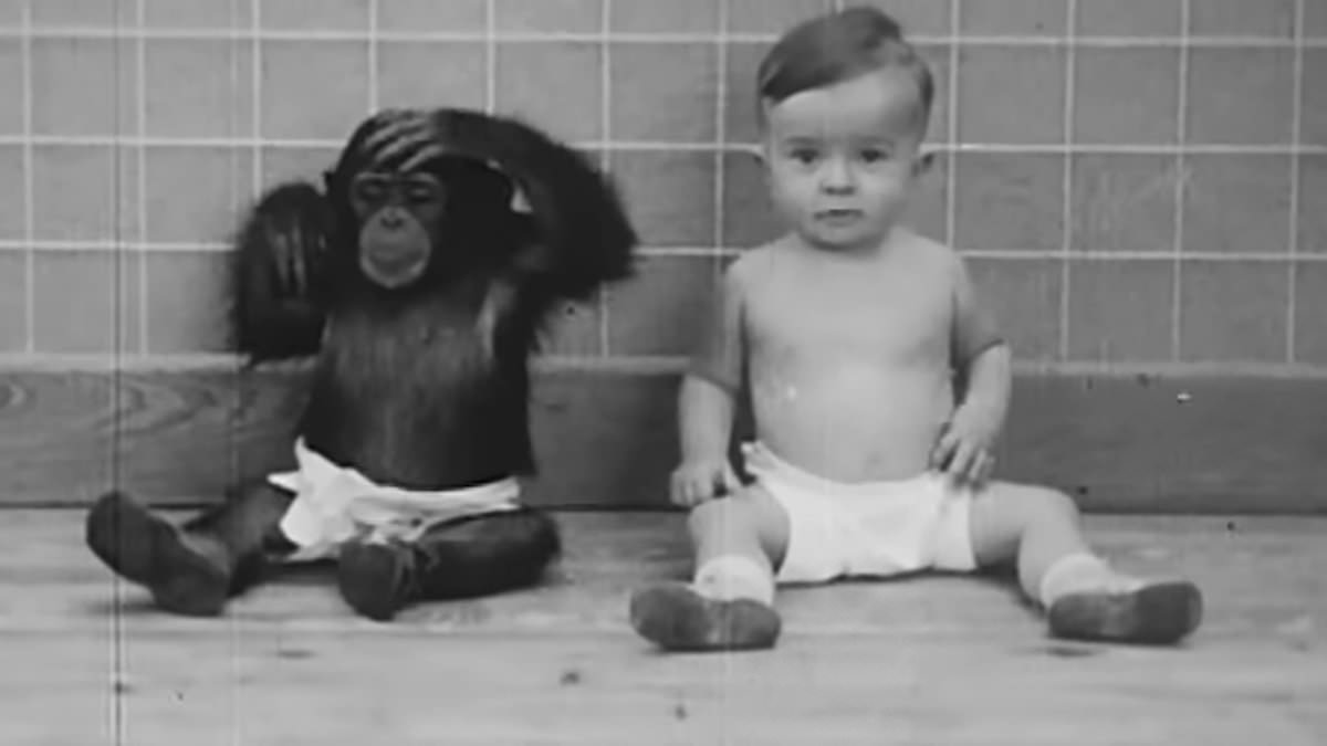 Featured image for "Scientist Parents' Extraordinary Adoption of Chimpanzee as Baby's Sister Ends Bitterly"