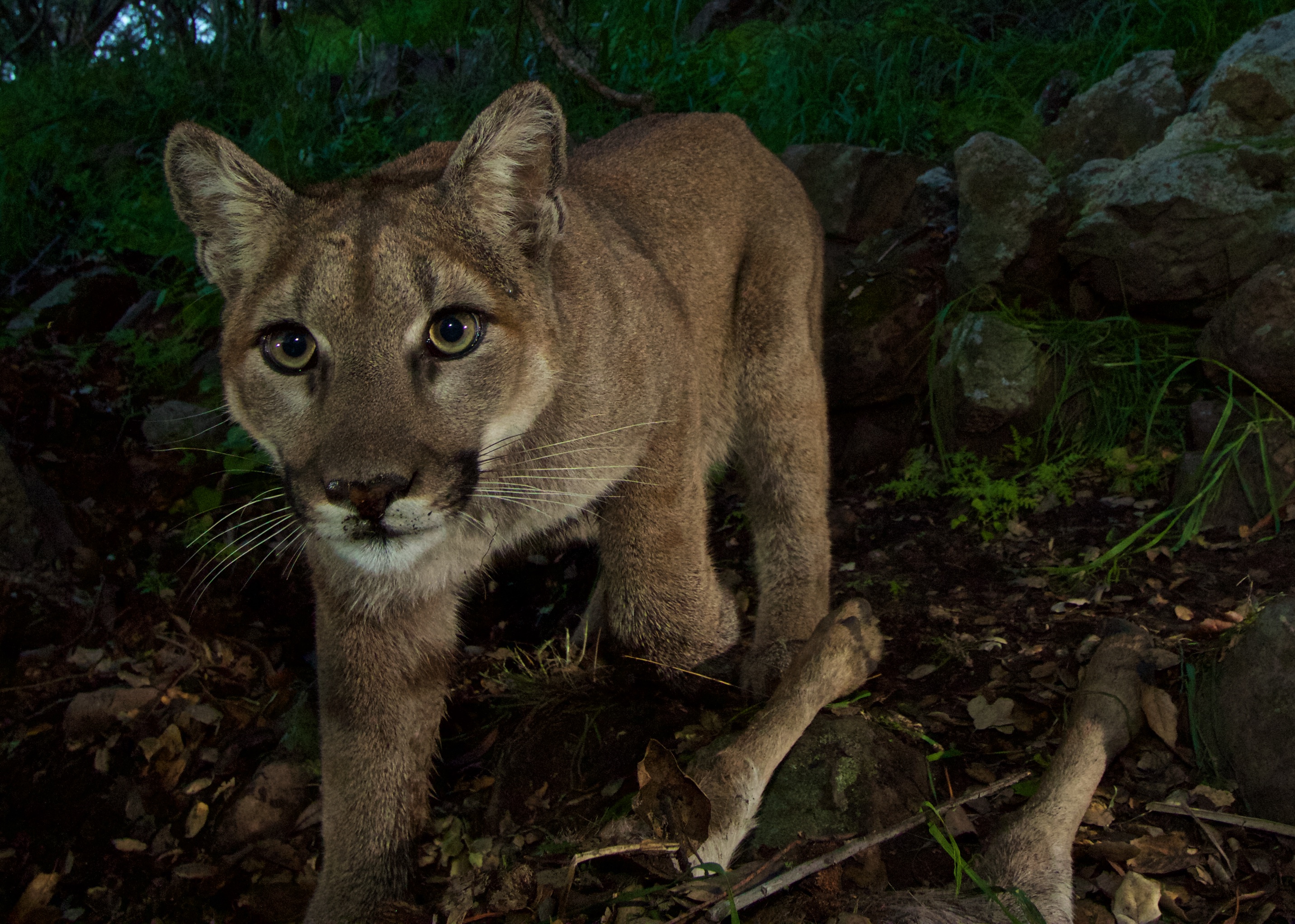 Featured image for Mountain Lion Attacks Soaking Man in Colorado Hot Tub