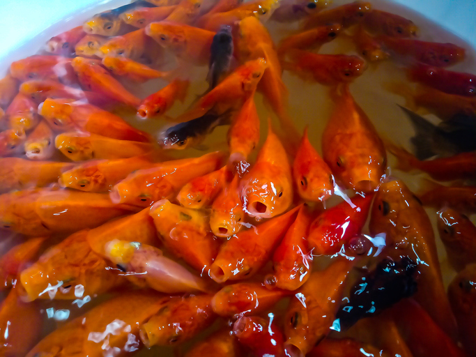 Invasive Giant Goldfish Threaten Great Lakes Ecosystem