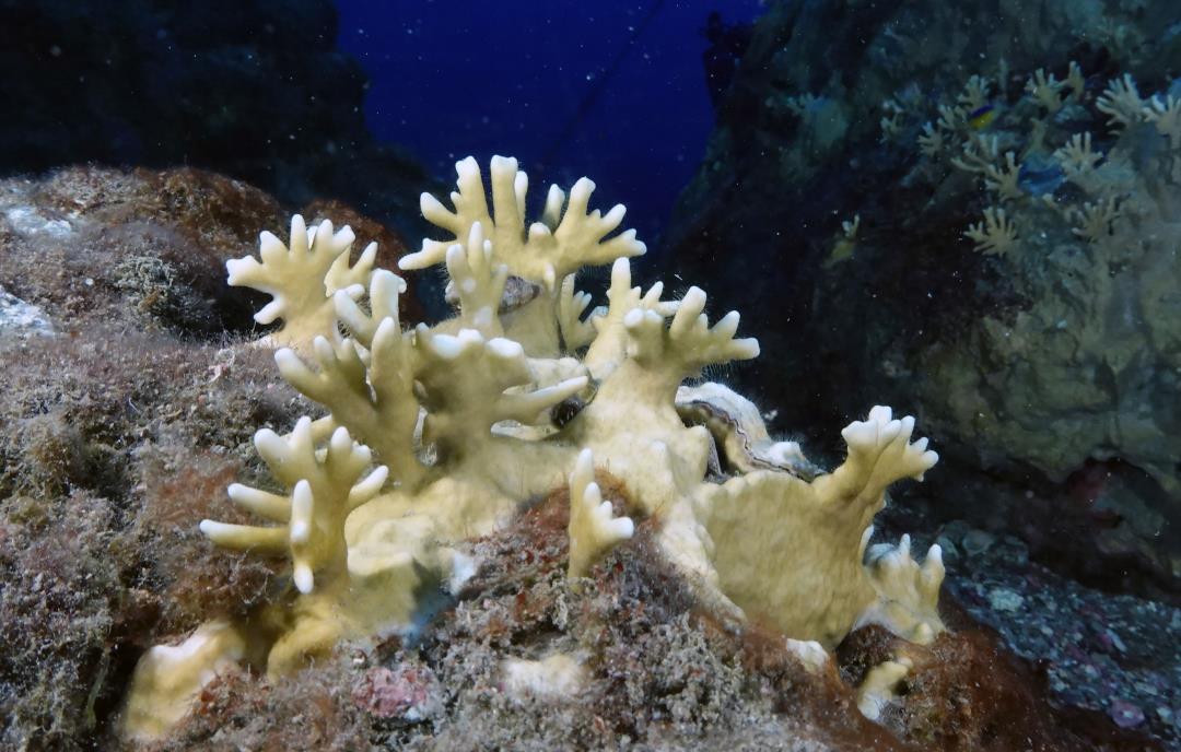 Featured image for "Rising Temperatures Trigger New Coral Reef Alert Levels"