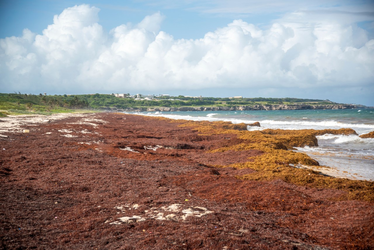The Impending Arrival of a Massive Seaweed Belt to US Coastlines.