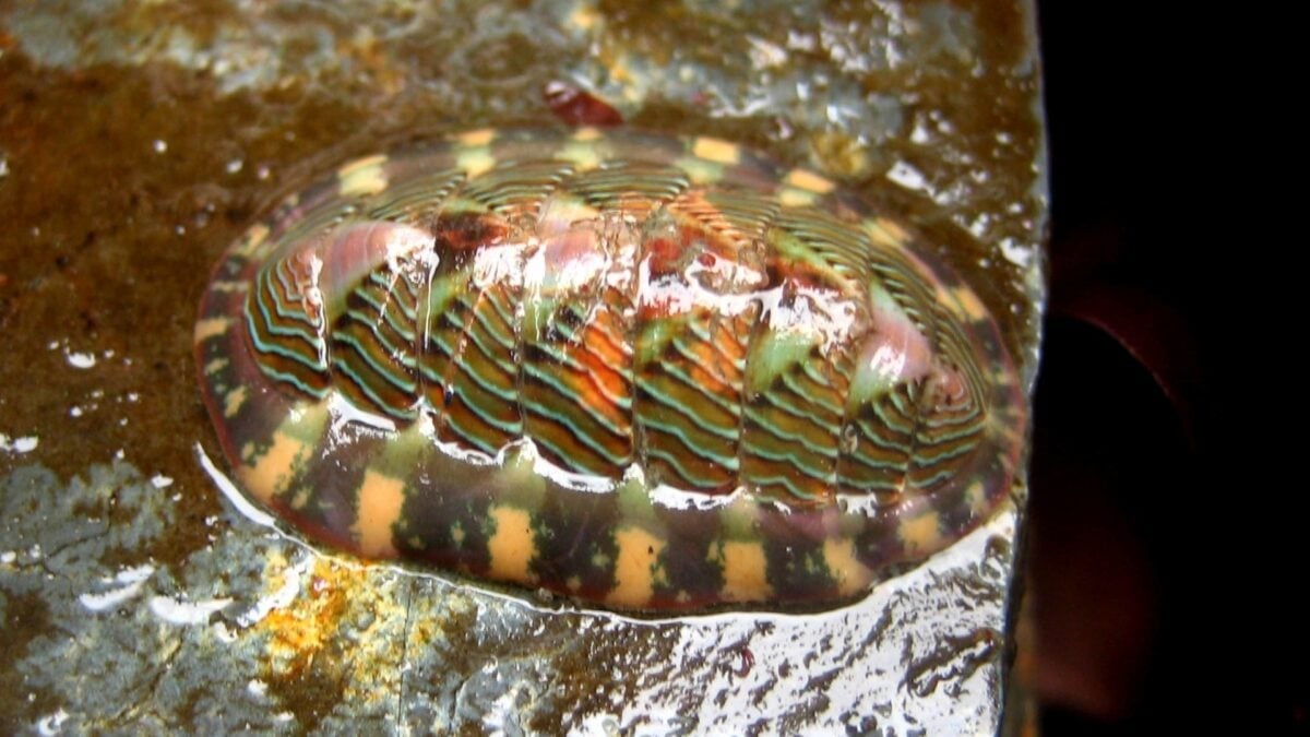 Featured image for Nature's Toughest Teeth: Insights from Mollusks for Advanced Materials