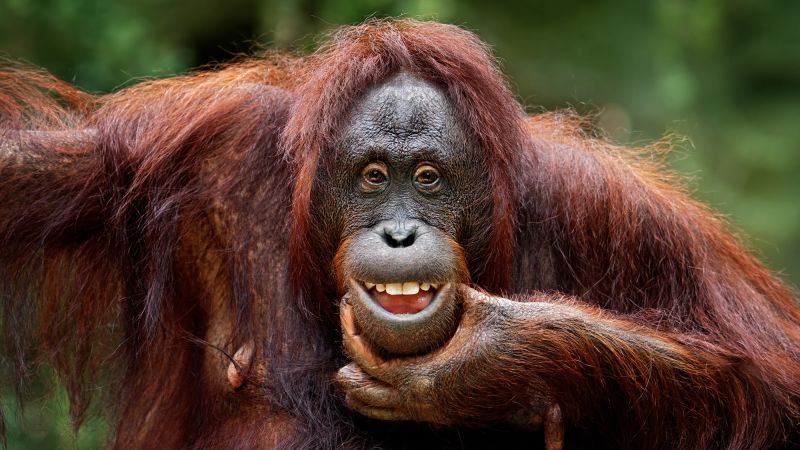 Featured image for "Great Apes Display Human-Like Teasing Behavior, Study Finds"