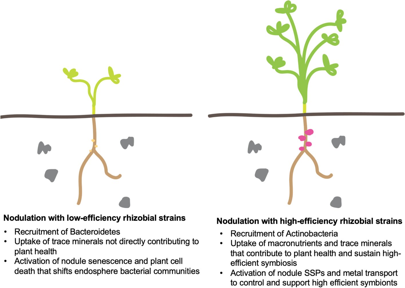 Featured image for Synergistic plant-bacteria partnership slashes fertilizer usage