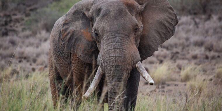 Exploring the Fascinating World of Elephants: From Birth to Culture.