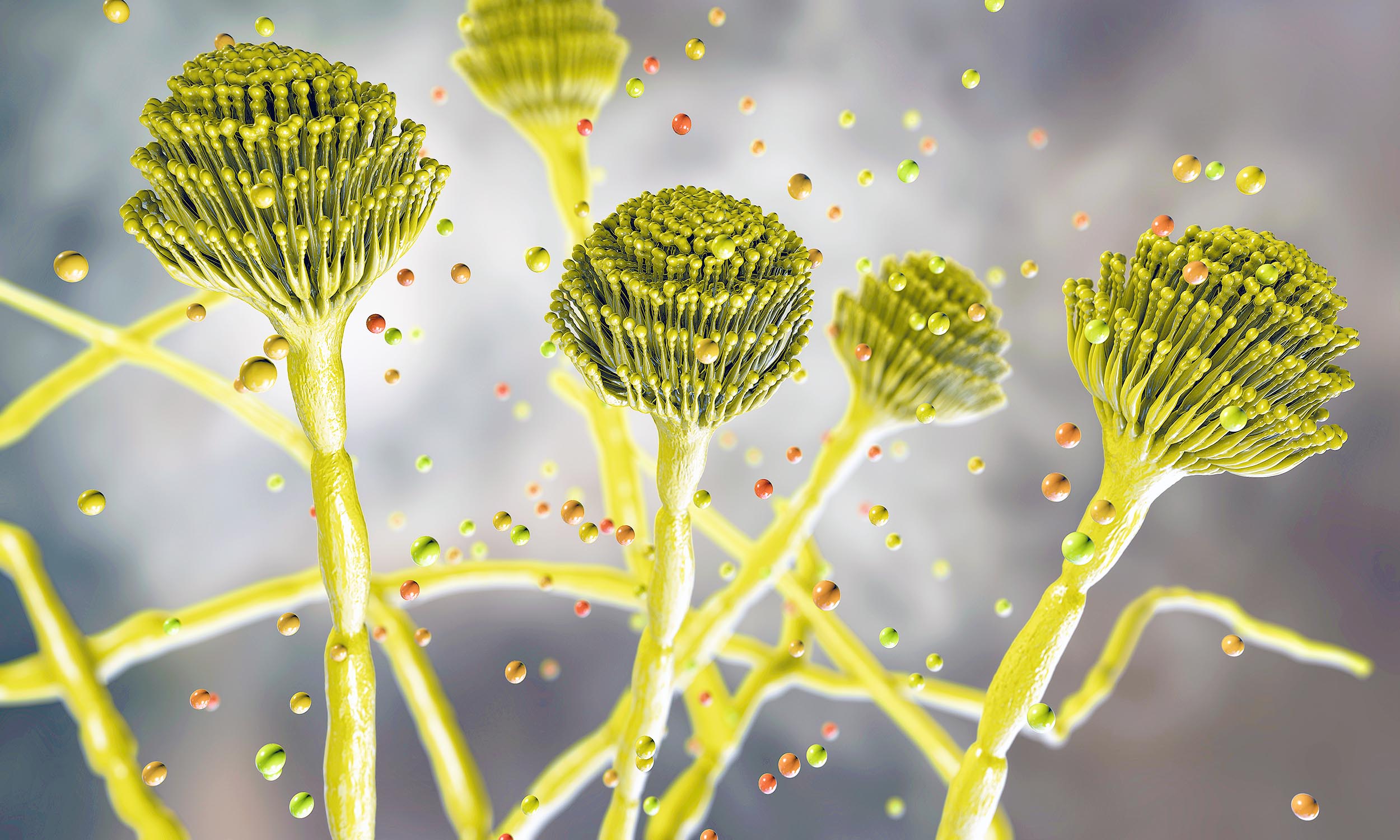 Featured image for Deadly Fungus Spreading Globally, Threatening Lives