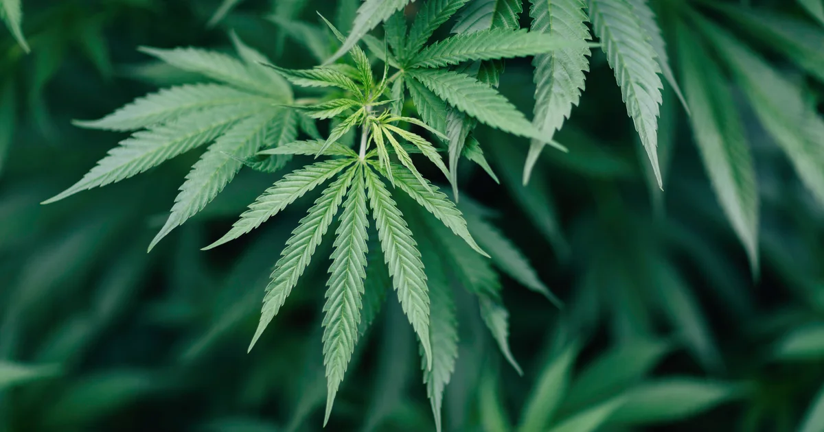 Ohio's Marijuana Dilemma: Legal Possession, Limited Access