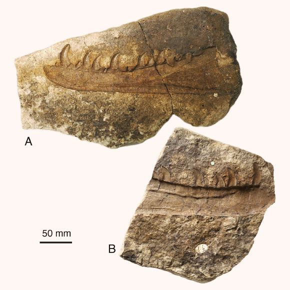 Featured image for Massive Flesh-Eating Dinosaur Discovered in Wales