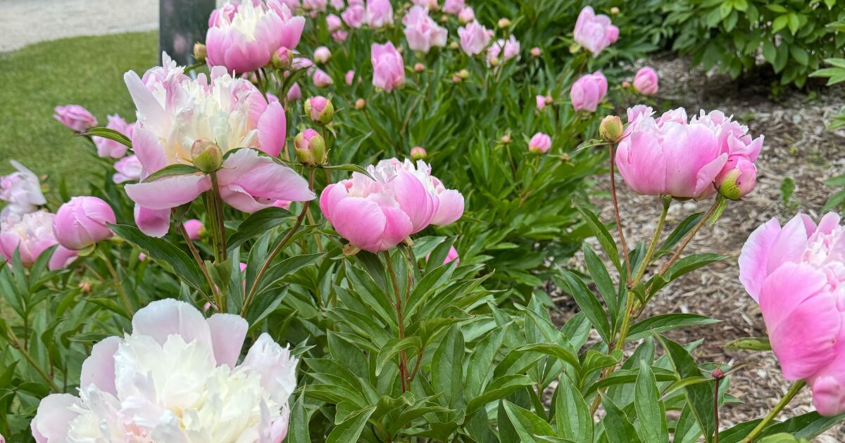 Featured image for Vandalism Destroys Thousands of Peonies at U-M Garden