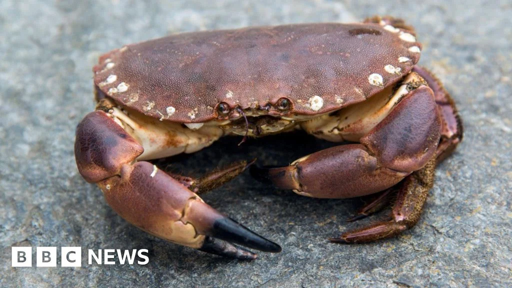 15,000 Crabs Salvaged After Irish Lorry Veers Into Inishowen Field