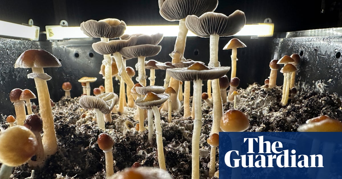 Featured image for Psilocybin in Magic Mushrooms Alters Brain and May Treat Depression