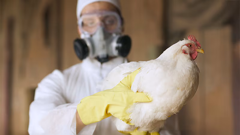 Featured image for Concerns Rise Over Potentially Mutating Bird Flu in Canada