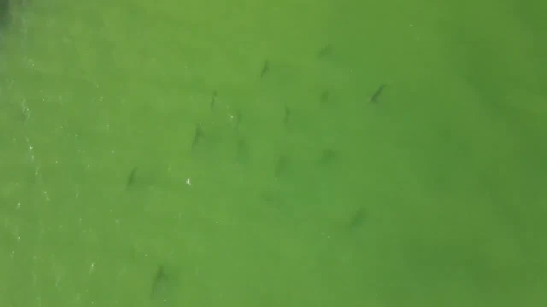 Shark Sightings Ahead of Memorial Day in NY, NJ, and Dunedin Causeway
