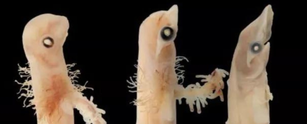 Featured image for "Unveiling the Mystery of Hammerhead Shark Embryos"