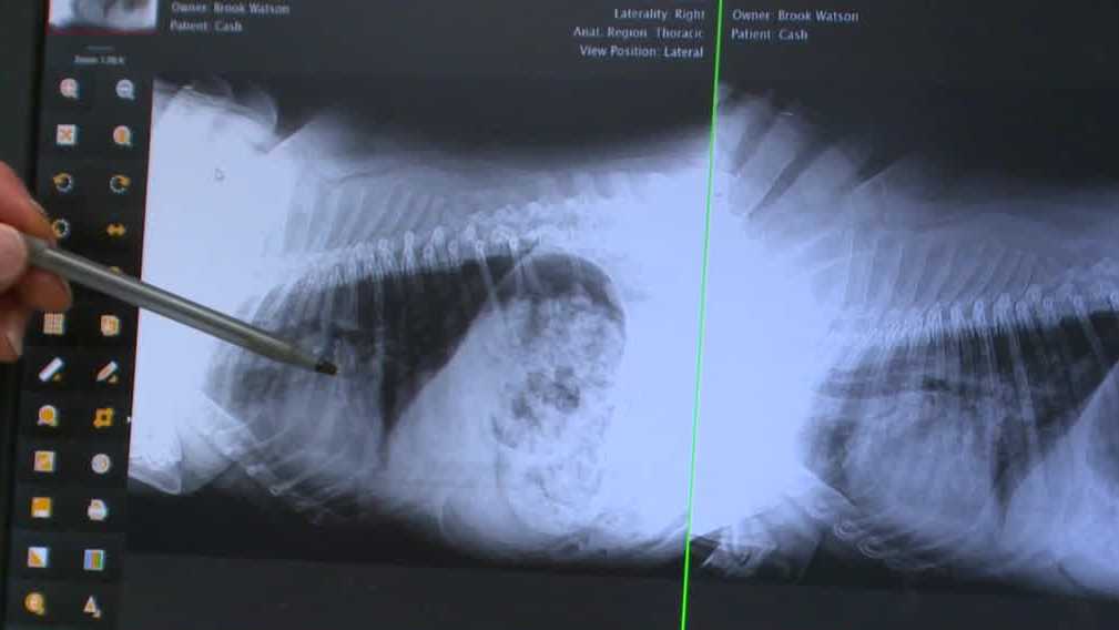 Featured image for Veterinarians tackle mystery dog illness with COVID-19 drug