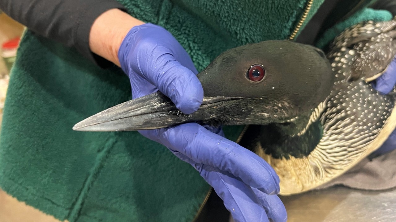 Mysterious Loon Fall in Wisconsin Due to Weather Conditions