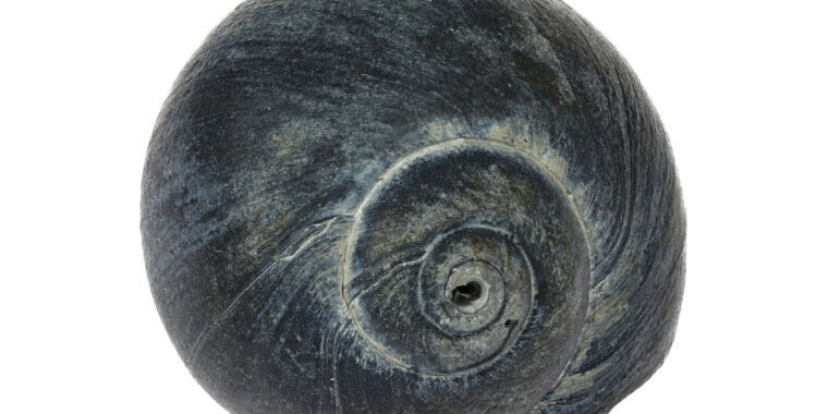 Featured image for "Tracing the Gradual Evolution of Live Birth in Marine Snails Through Genetics and Traps"