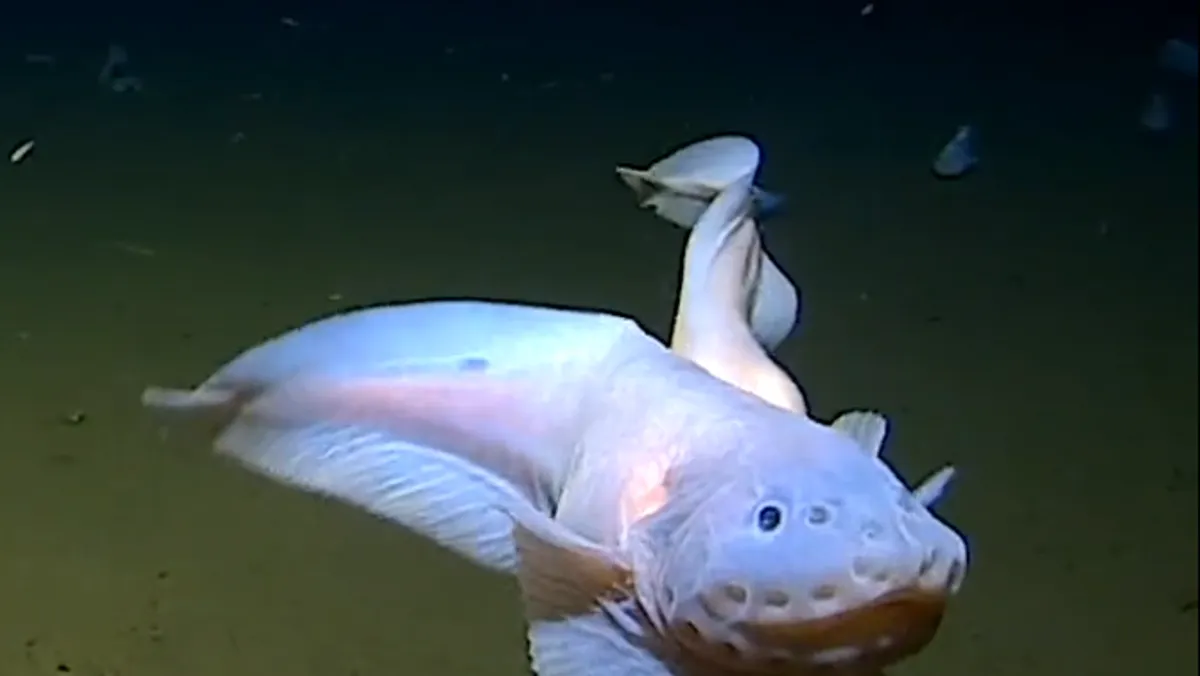 "Deepest Fish Ever Recorded Filmed Near Japan During Expedition"