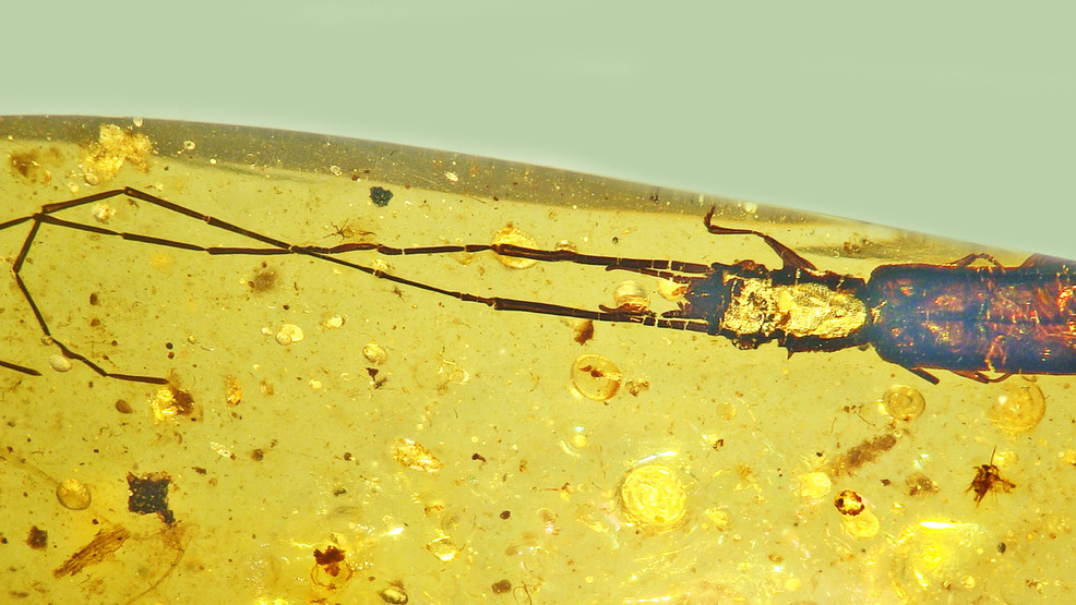 Featured image for "Scientists Discover Ancient Beetle Species with Extra-Long Antennae"