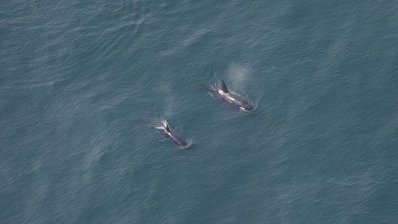 Featured image for Rare Orca Sightings off New England Coast