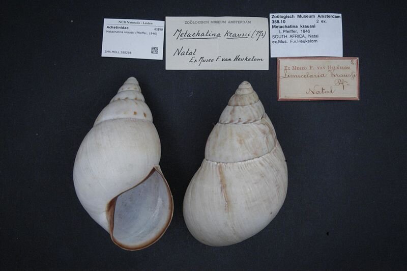 Featured image for Ancient humans consumed giant snails as part of their diet.