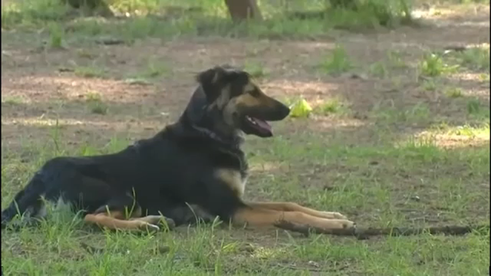 Featured image for Canine Influenza Outbreak Spreading Across North Carolina