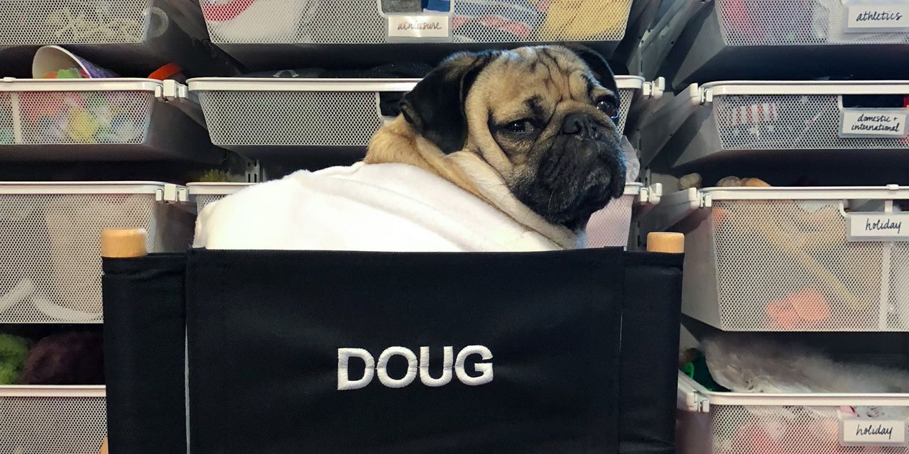 The Lavish Lives of Wealthy Pets