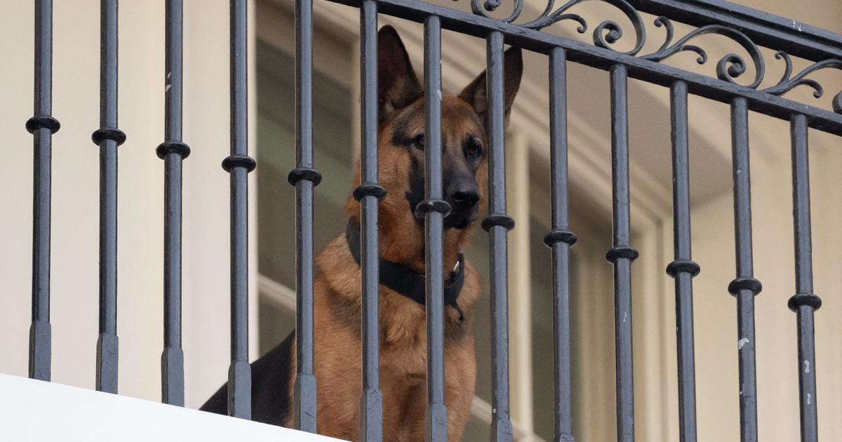 "Biden's Dog Commander Removed from White House for Multiple Biting Incidents"