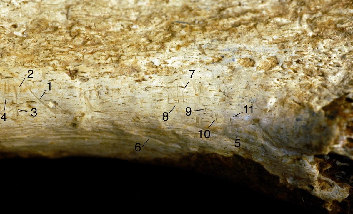 Ancient Human Relatives Engaged in Cannibalism, Scientists Discover