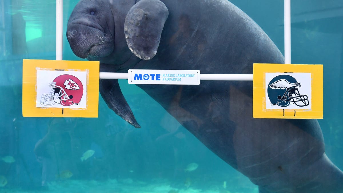 Featured image for Tragic Death of Captive Florida Manatee Linked to Traumatic Sex Injury