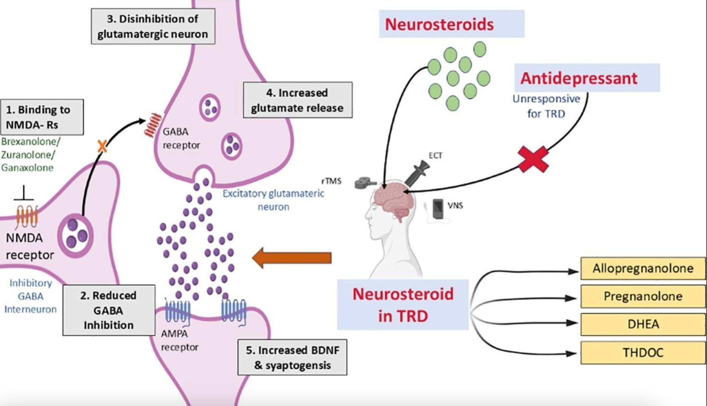 Featured image for Neurosteroids Show Promise for Treatment-Resistant Depression