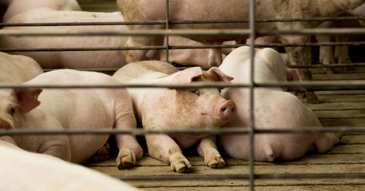 Featured image for California pork industry restriction upheld by Supreme Court.