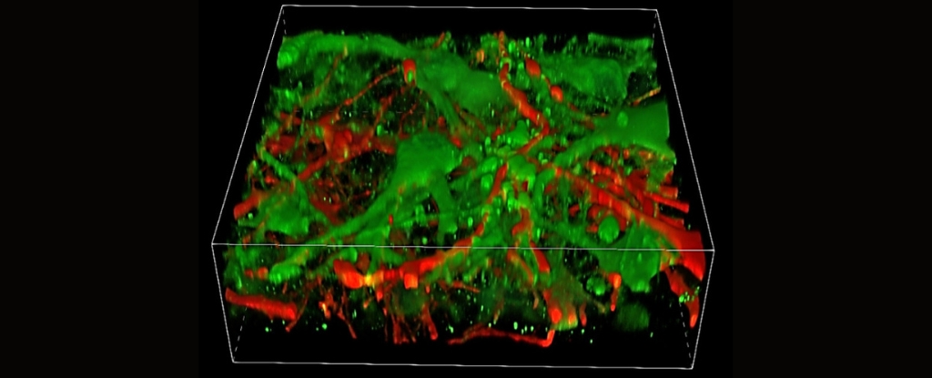 Featured image for "Breakthrough: 3D-Printed Brain Tissue Functions Like Human Brain"
